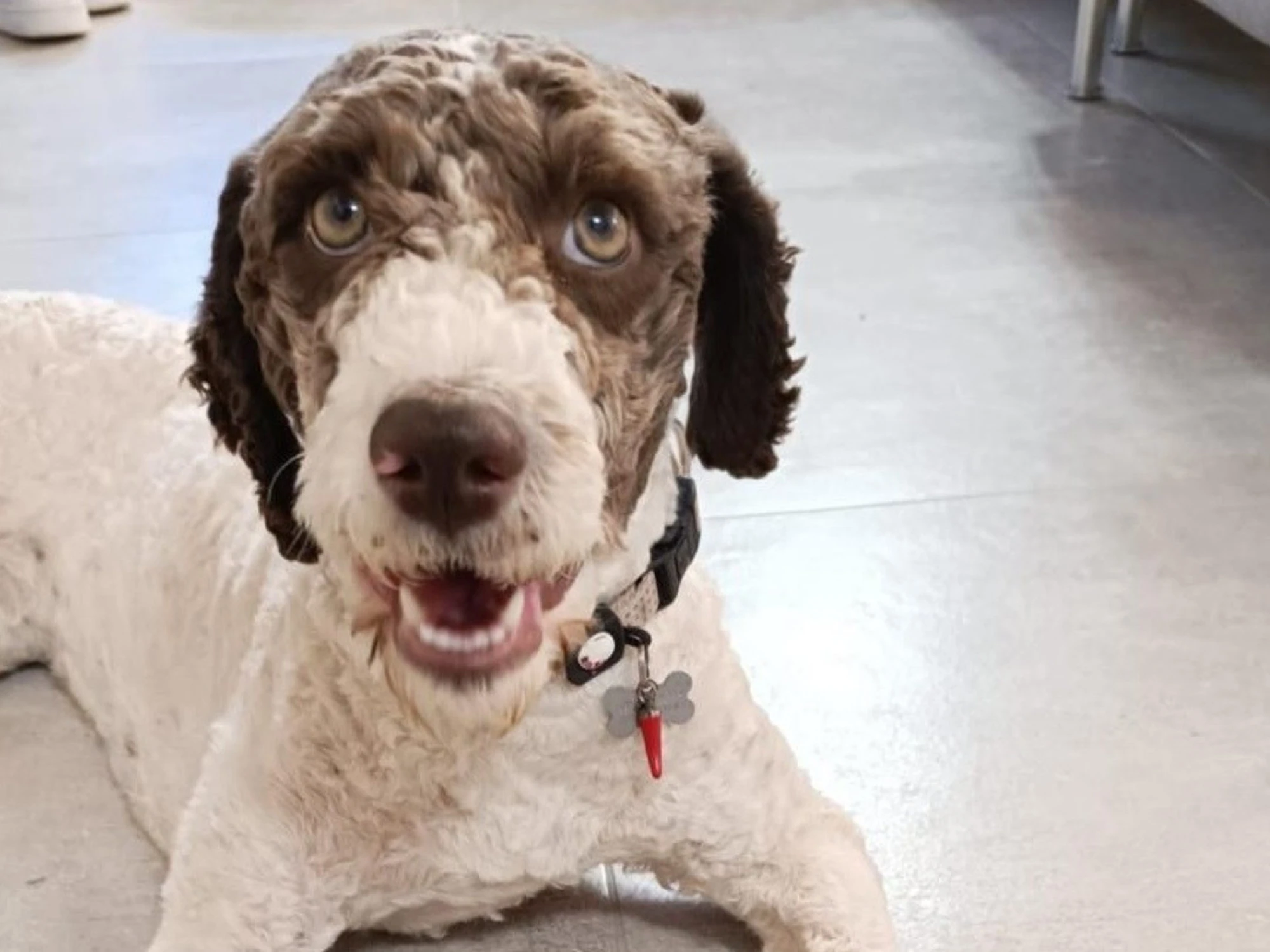 Città di Castello, trovato un maxi tartufo grazie al fiuto di una cucciola di lagotto romagnolo