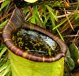Scoperta pianta carnivora
