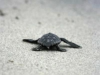 Trovati 2 nidi di Caretta caretta sul versante tirrenico della Calabria
