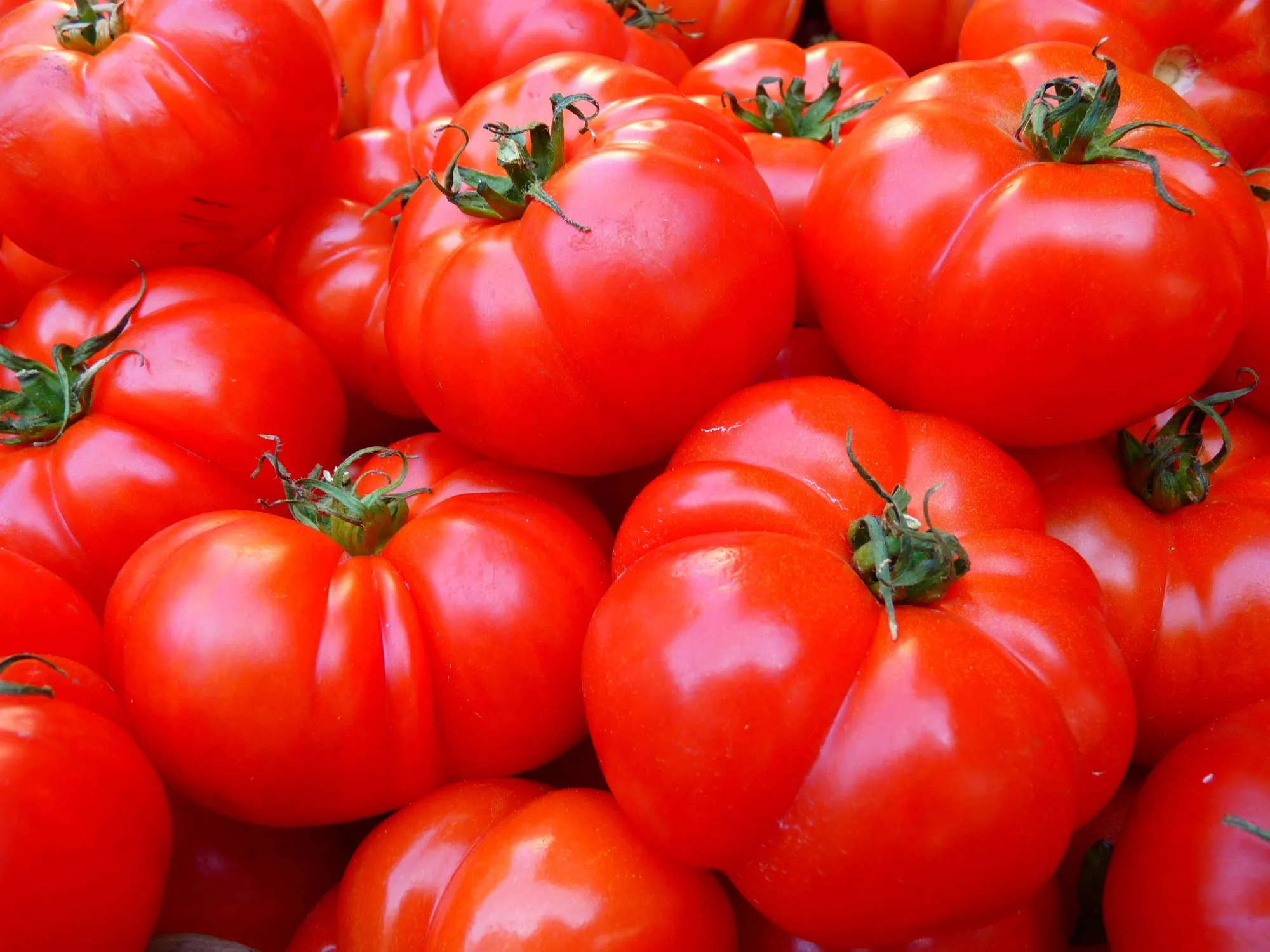 Leggi l'articolo: Pomodori in frigorifero, un errore da evitare: ecco i rischi