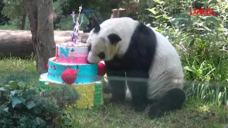 Messico, festa allo zoo per Xin Xin: quanti anni compie questo panda gigante