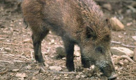 Valsesia, allarme per i cinghiali radioattivi