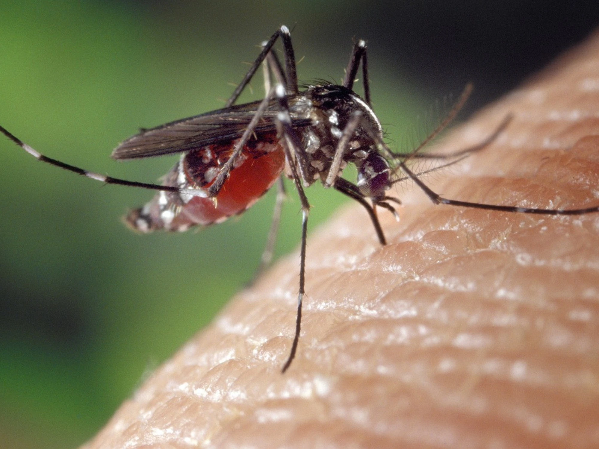 West Nile, 5° morto in Campania e 9 totali: il virus ora fa paura