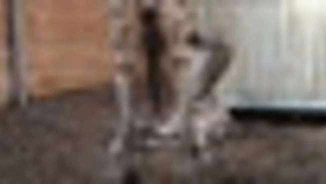 https://media.liberoquotidiano.it/cZH6DIf9VP_NVWz0sK7ScPljvqPxotqjHltarUYUIlo/width:800/quality:90/aW1hZ2VzLzIwMjYvMDYvMjIvMTY1MjI3NTkwLTdiYjM2NzgwLTM2YzQtNDUyMS05MTZjLTQ0MjcyMmQyZTc3Zi5qcGc.webp