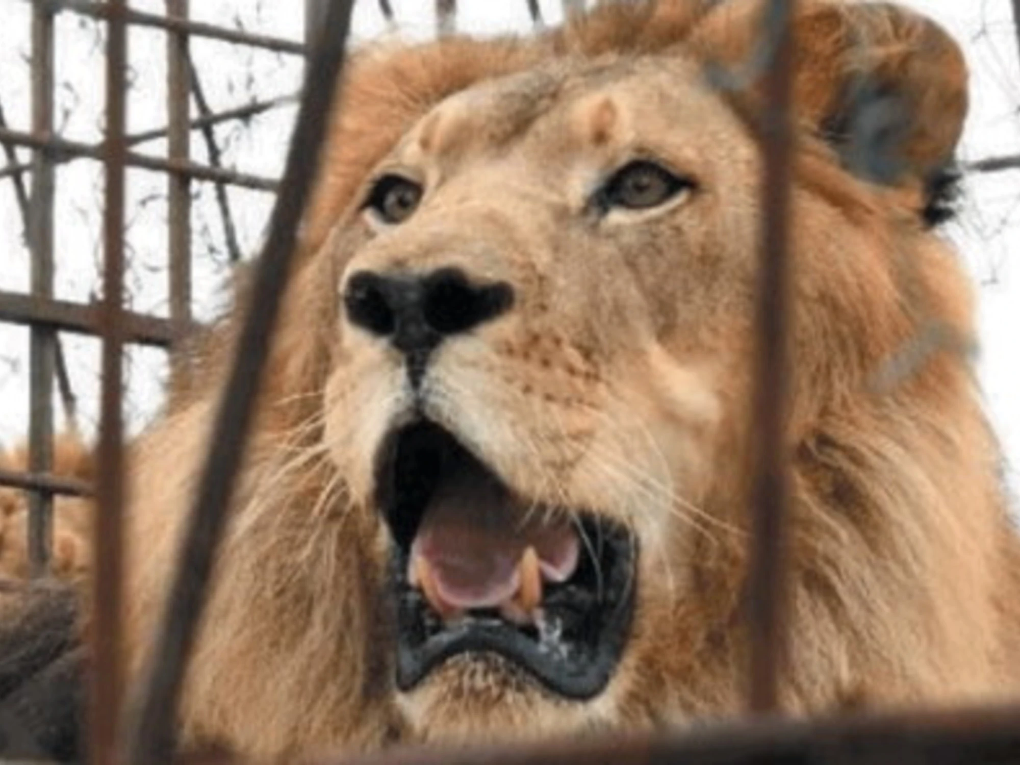 Orrore allo zoo: "Dateci i vostri animali domestici per far mangiare i nostri leoni"