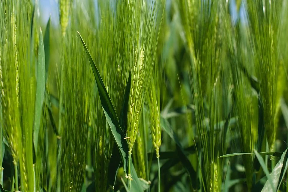 ENTI PREVIDENZIALI, NUMERI POSITIVI PER ENPAIA