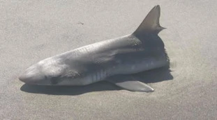 Squalo tagliato a metà in spiaggia, l'ipotesi-choc: ecco chi lo ha ridotto così