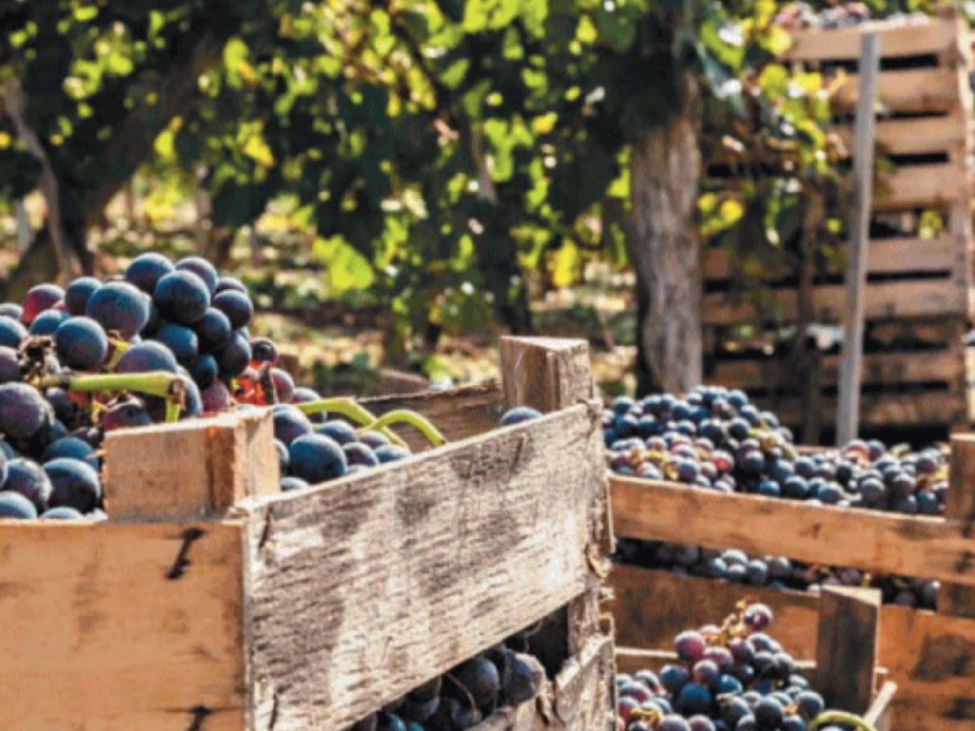 La vendemmia è in anticipo: sarà un’annata di quelle buone