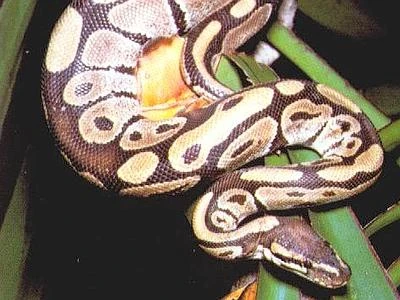 Ancora un pitone trovato nel Bergamasco. L'esperto: "E' il caldo, li rende più attivi"