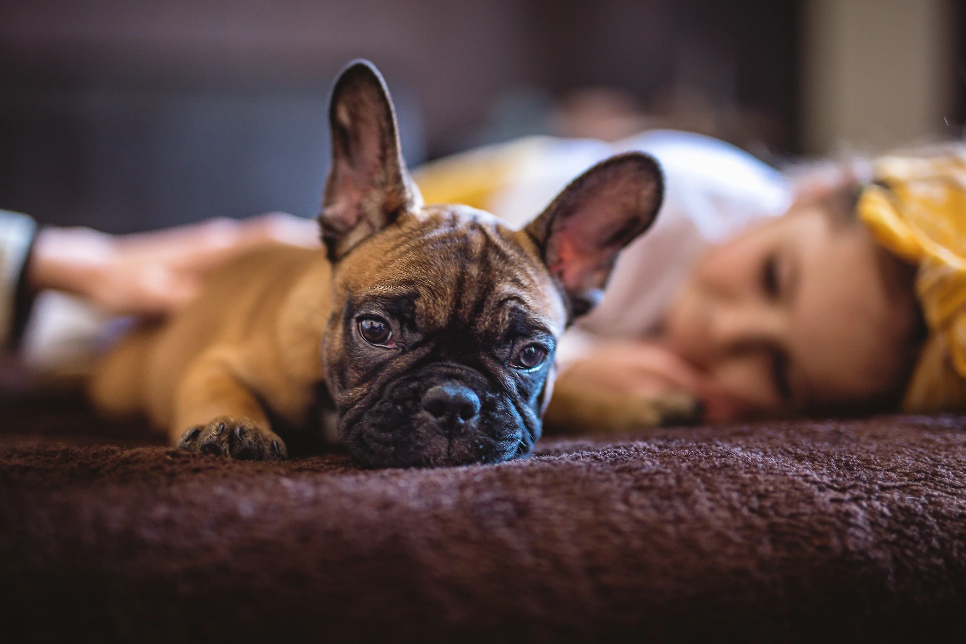 Cani, tutta la verità sulla loro età: a sette anni sono già vecchi
