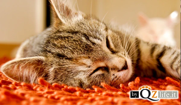 Comportamento dei gatti: il rubbing
