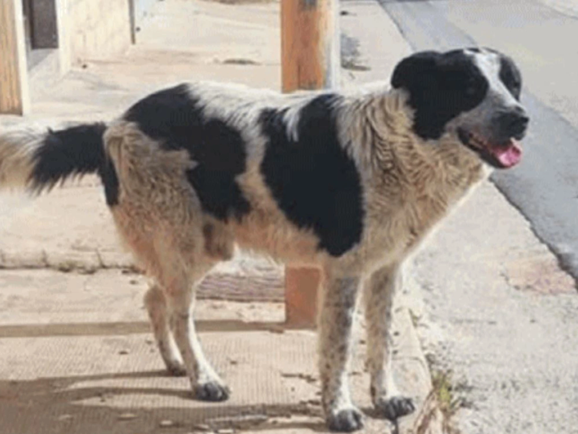 Immigrato sgozza un cane per mangiarlo