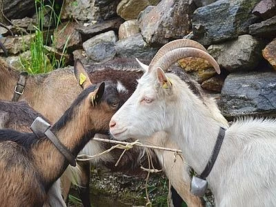 Lo storico cimitero del Congresso Usa coperto da erbacce, arrivano le capre