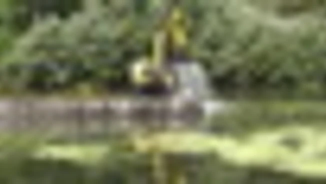 Il fiume Po in sofferenza, invaso dalle alghe e con poca acqua
