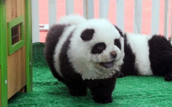 Gli Orfei taroccano i panda e al circo arriva la forestale