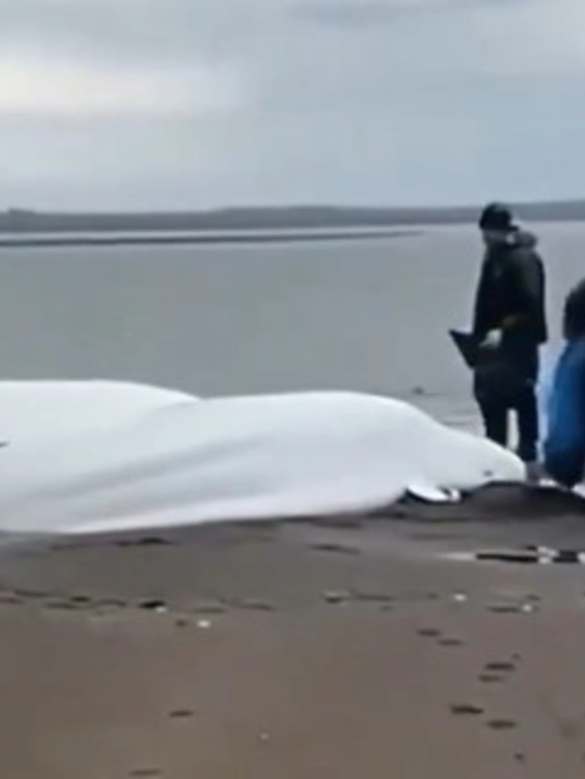 Terremoto in Kamchatka, beluga spiaggiati poche ore prima
