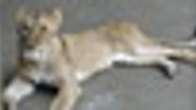 Allo zoo di Tama a Tokyo morte tre leonesse, forse per colpo di calore