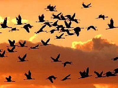 In Italia e in Europa tutti pazzi per il birdwatching, in 300mila a 'Spring Alive!'