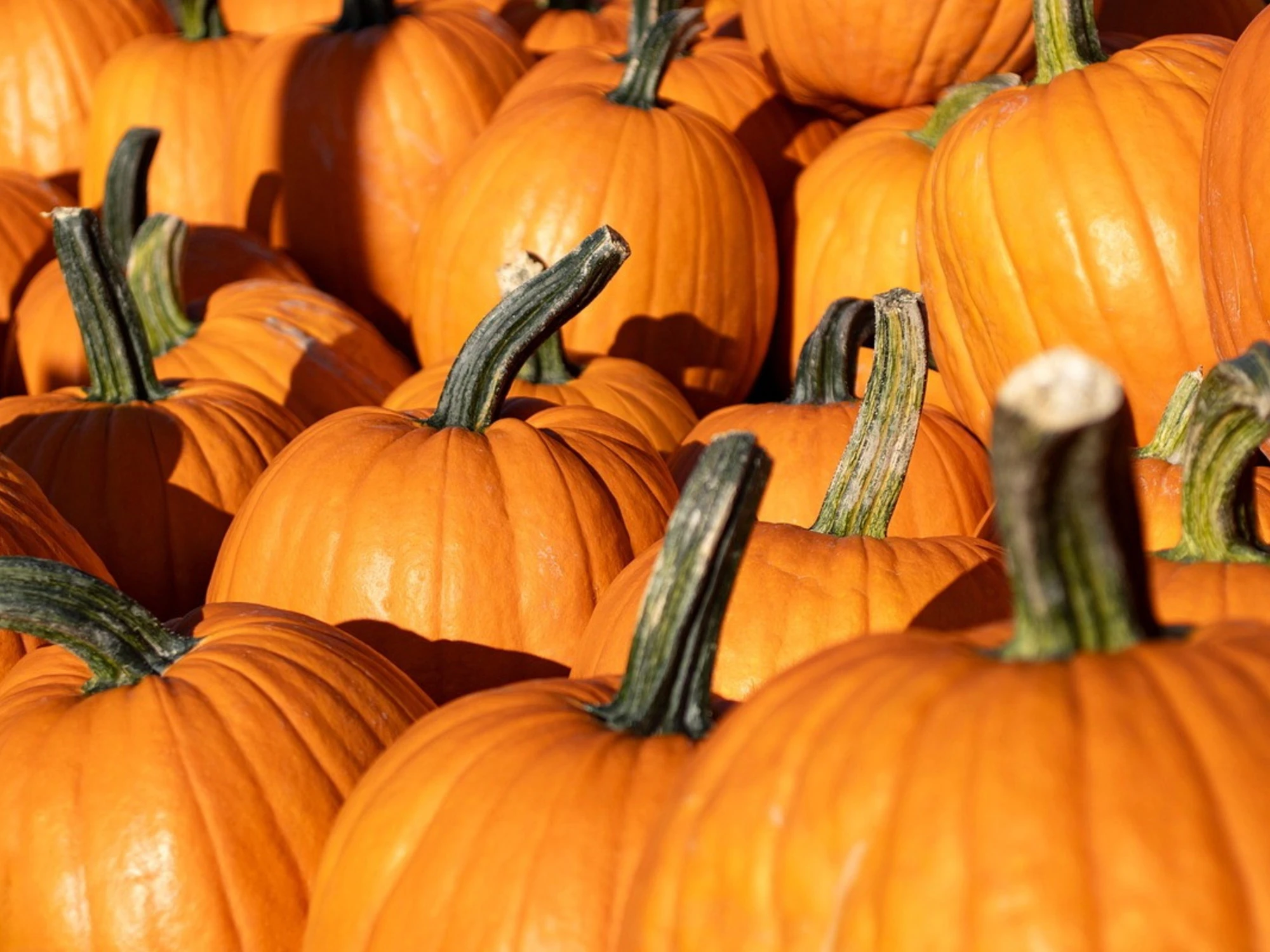 Effetto Halloween Bruxelles esalta le zucche europee
