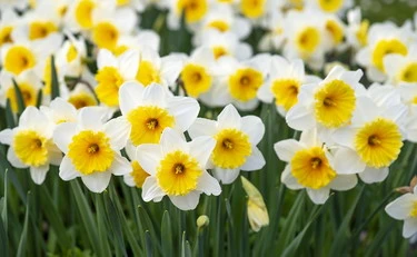 Meteo, Mario Giuliacci: dove lunedì primavera anticipata, ecco dove