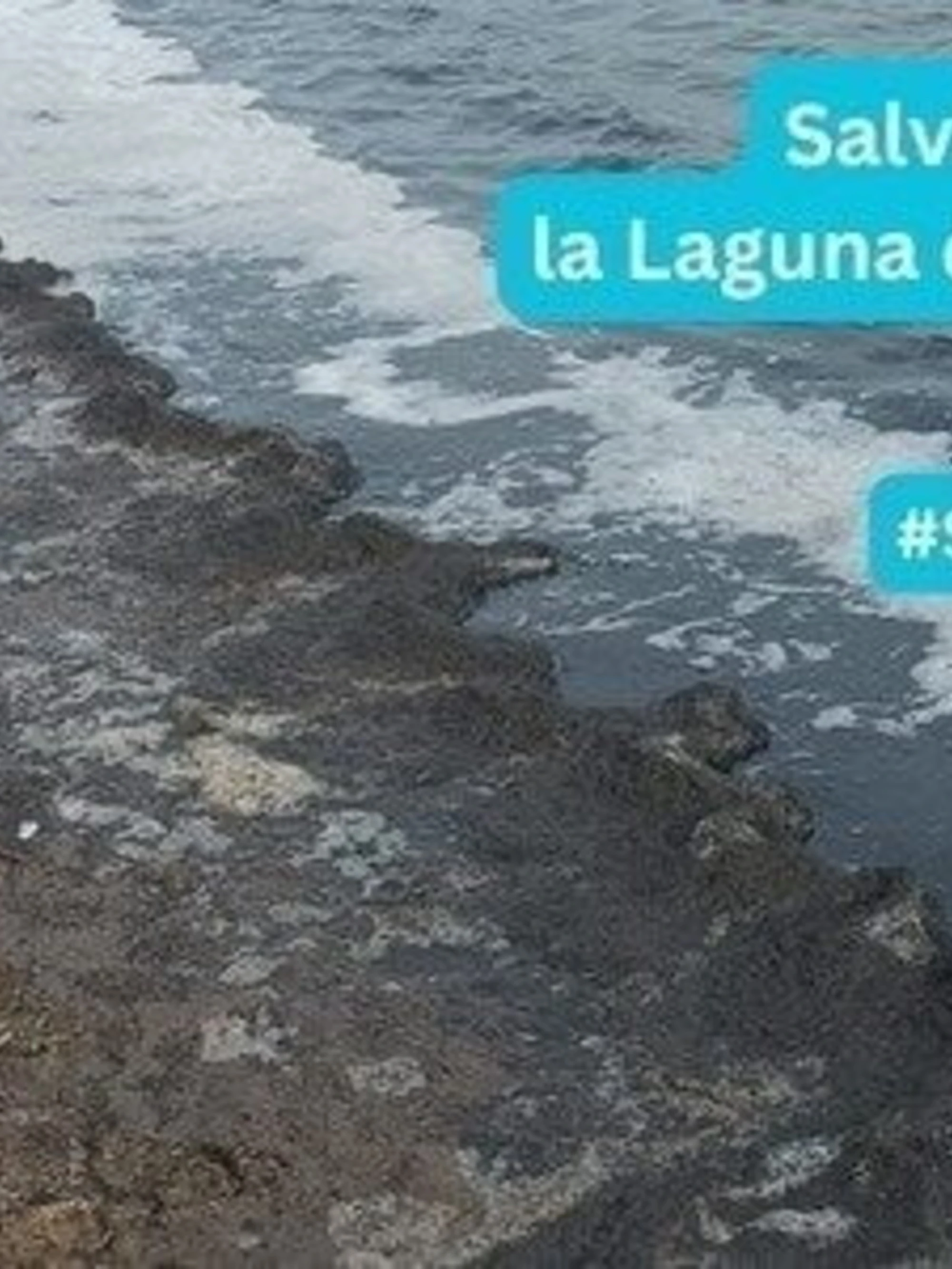 Orbetello in lockdown, l'invasione di moscerini terrorizza i residenti: cosa sta succedendo