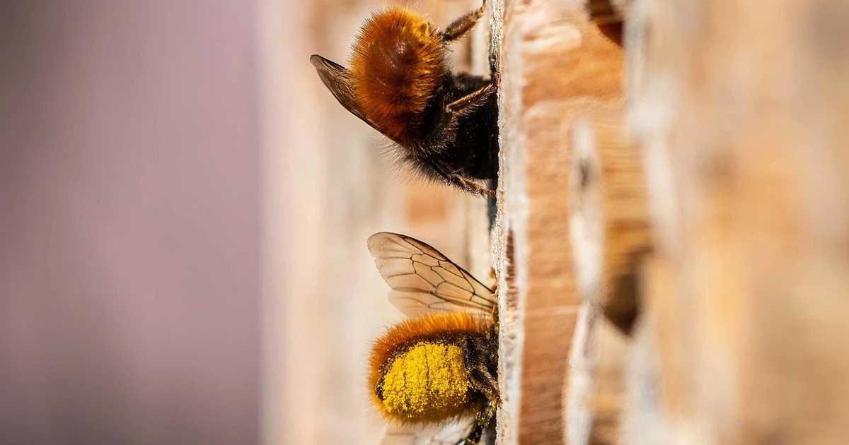 Sanremo e biodiversità: 3Bee e l'Oasi dei fiori al Festival