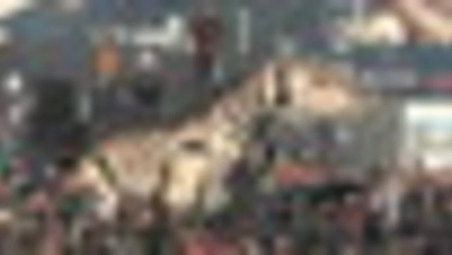 Un varano e un drago in piazza a Calais, lo spettacolo mozza il fiato