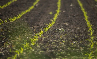Batteri, la tossina che si trova nei giardini e che diventa un farmaco