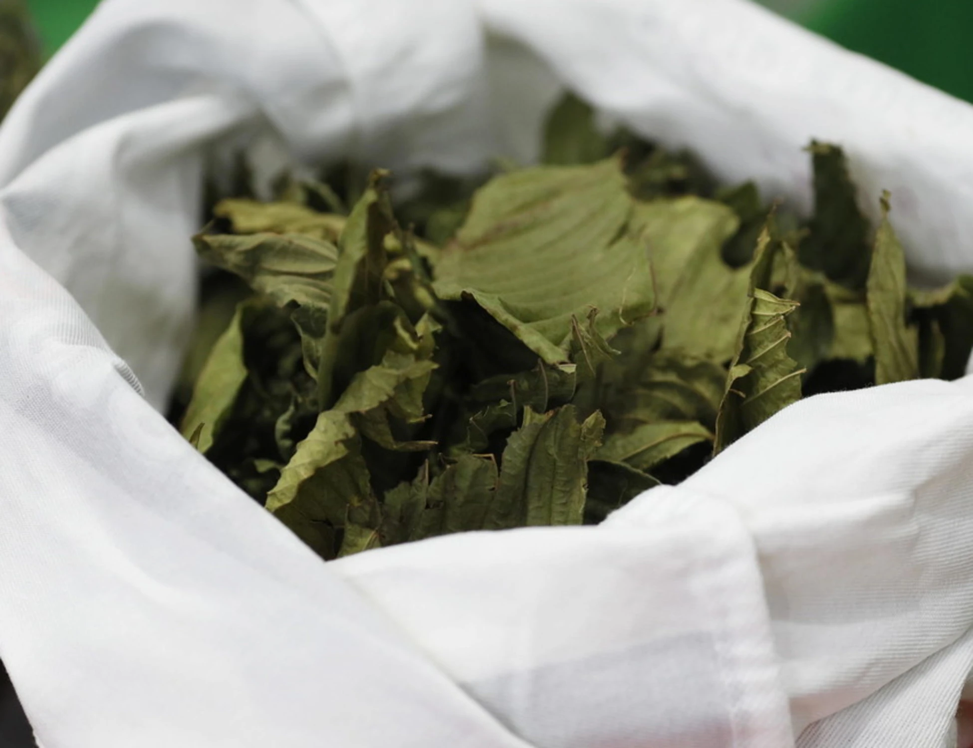 Kratom, "1 su 16 finisce in terapia intensiva": nuovo drammatico allarme