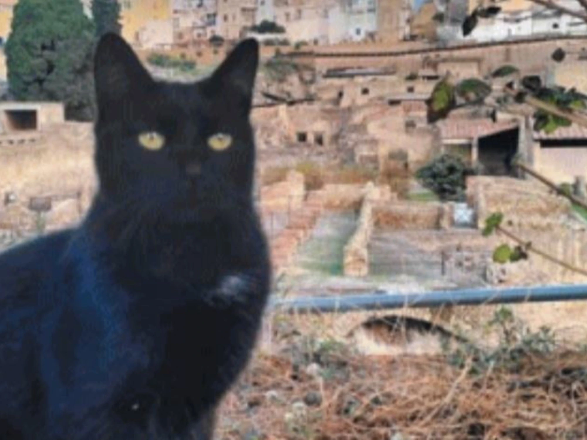 Dal Colosseo ad Ercolano : i gatti custodi della Storia