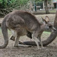 Strage di canguri australiani