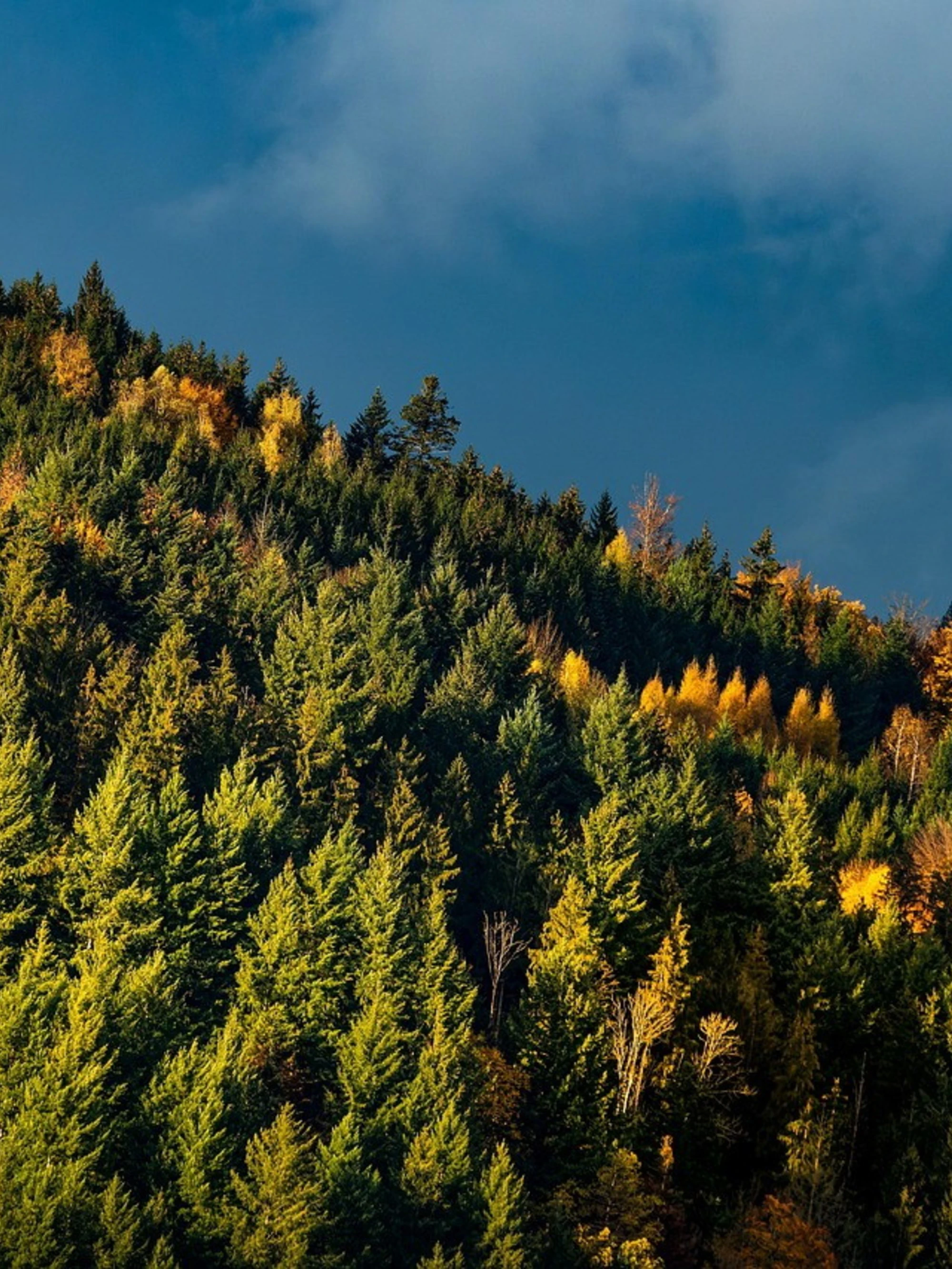 Anche gli alberi sono migranti climatici: l'ultimo delirio green