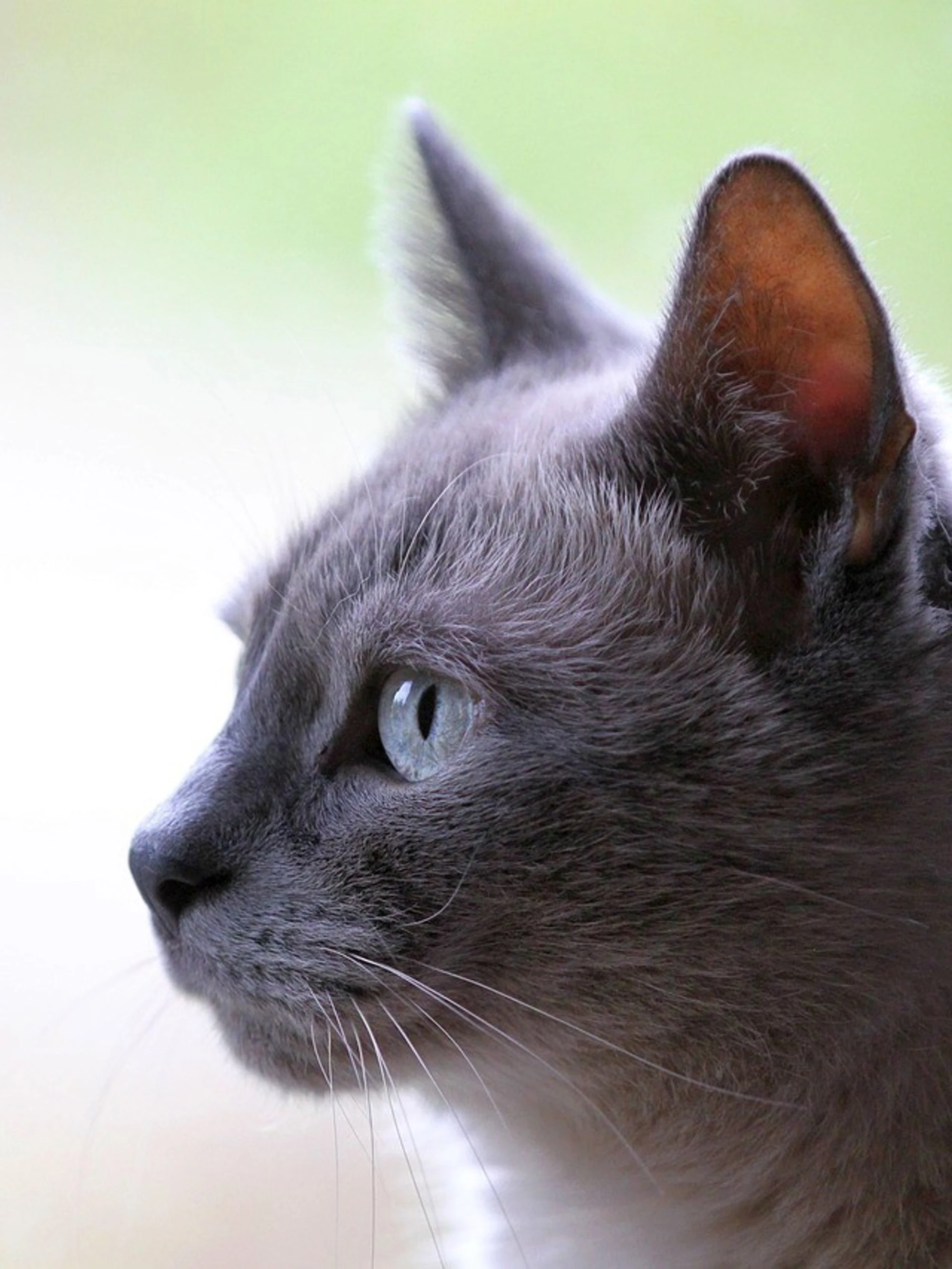 Trucchi e gentilezze: come accogliere un nuovo micio