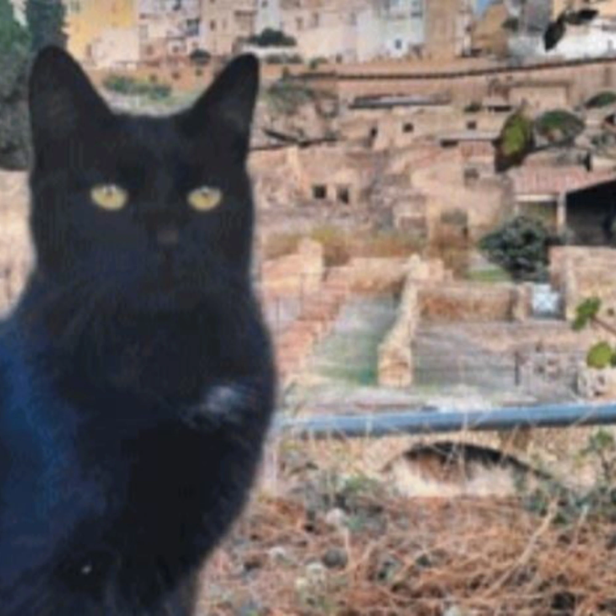 Dal Colosseo ad Ercolano : i gatti custodi della Storia