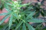 Cannabis terapeutica, farmaci gratis in Sicilia