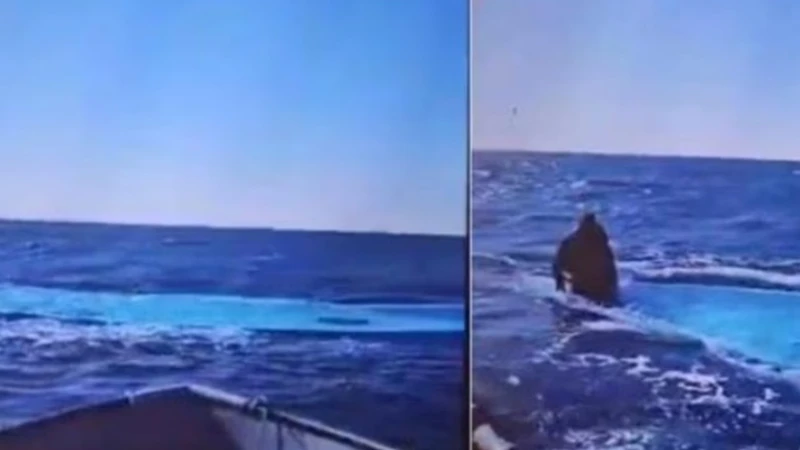 Libia, la strage di Natale: 116 migranti morti. Ong e Bonelli: "Frontiere aperte"