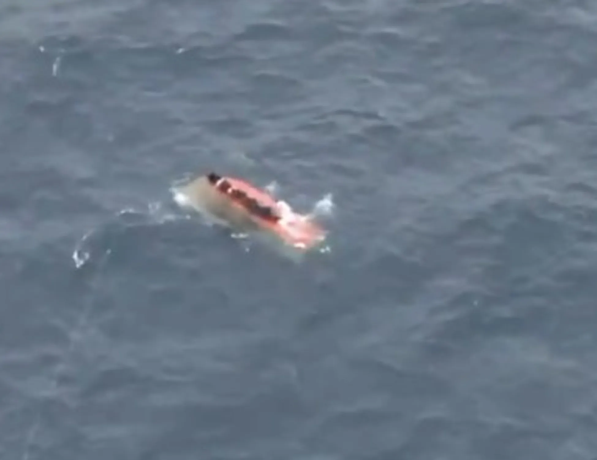 Leggi l'articolo: Naufragio tra Libia e Lampedusa. E le Ong attaccano