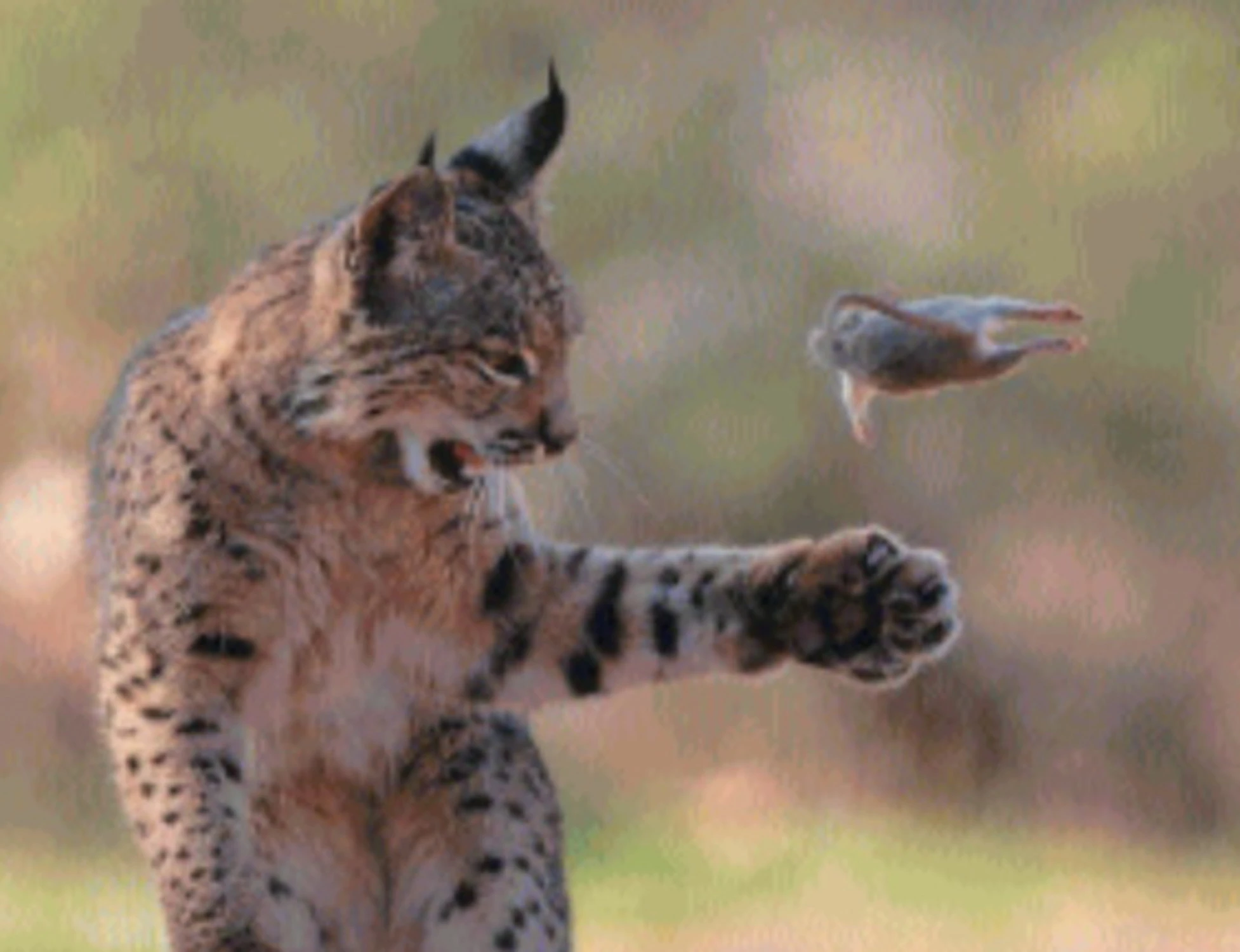 L'attimo afferrato in uno scatto che rende la natura opera d'arte