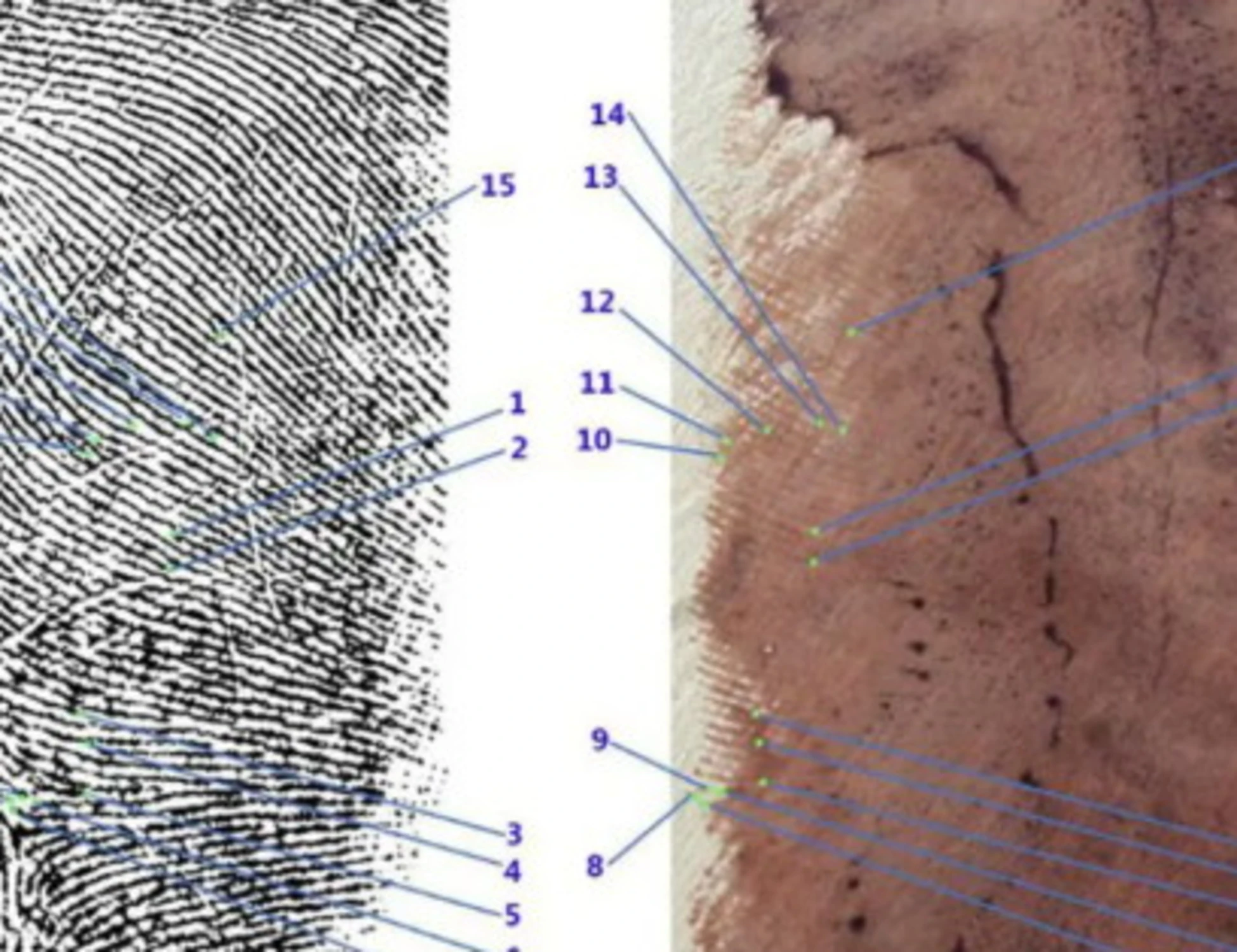Garlasco, Sempio da Vespa: "Ho molti dubbi sull'impronta 33"