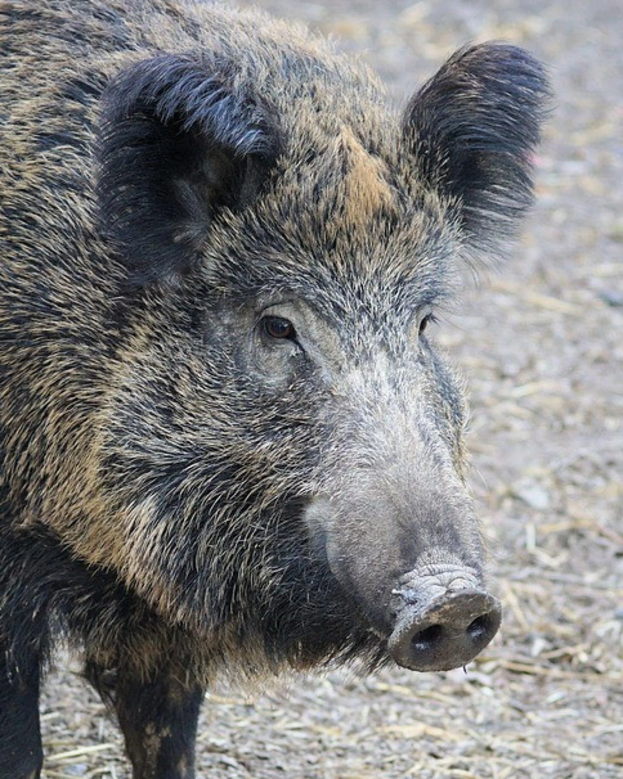 Se un cinghiale distrugge l'auto, la Regione paga i danni