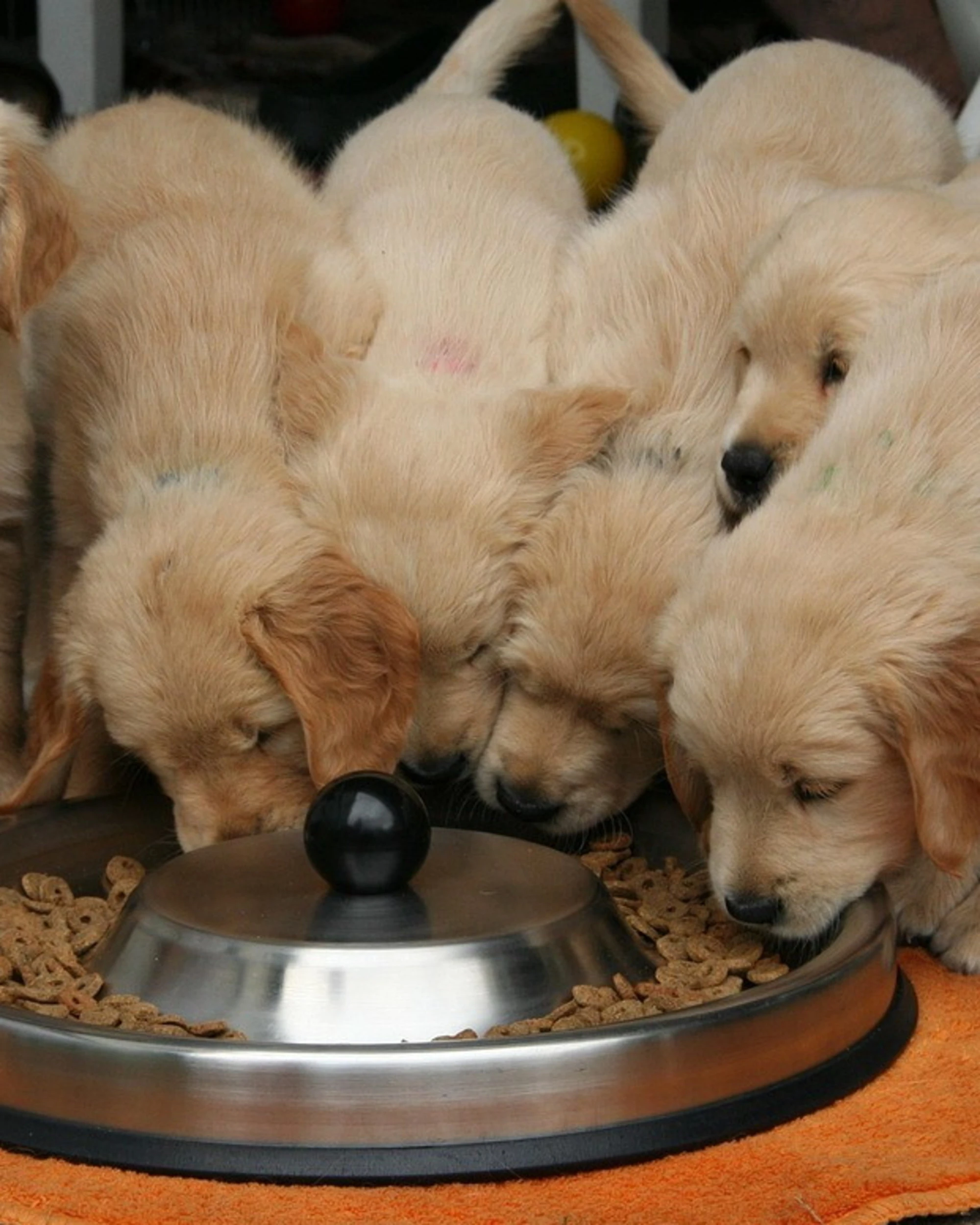 La pelosa commedia: "E quindi uscimmo a riveder le stalle"