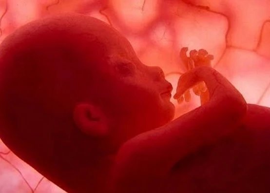 Uteri in affitto sul web a 20mila euro I pm indagano le madri a ogni costo