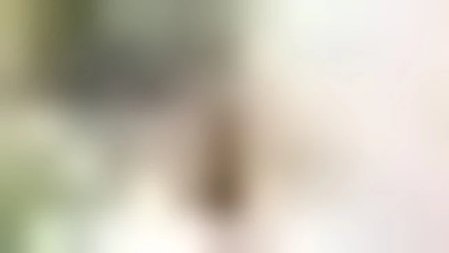 In Francia il gatto Remi condannato agli "arresti domiciliari"