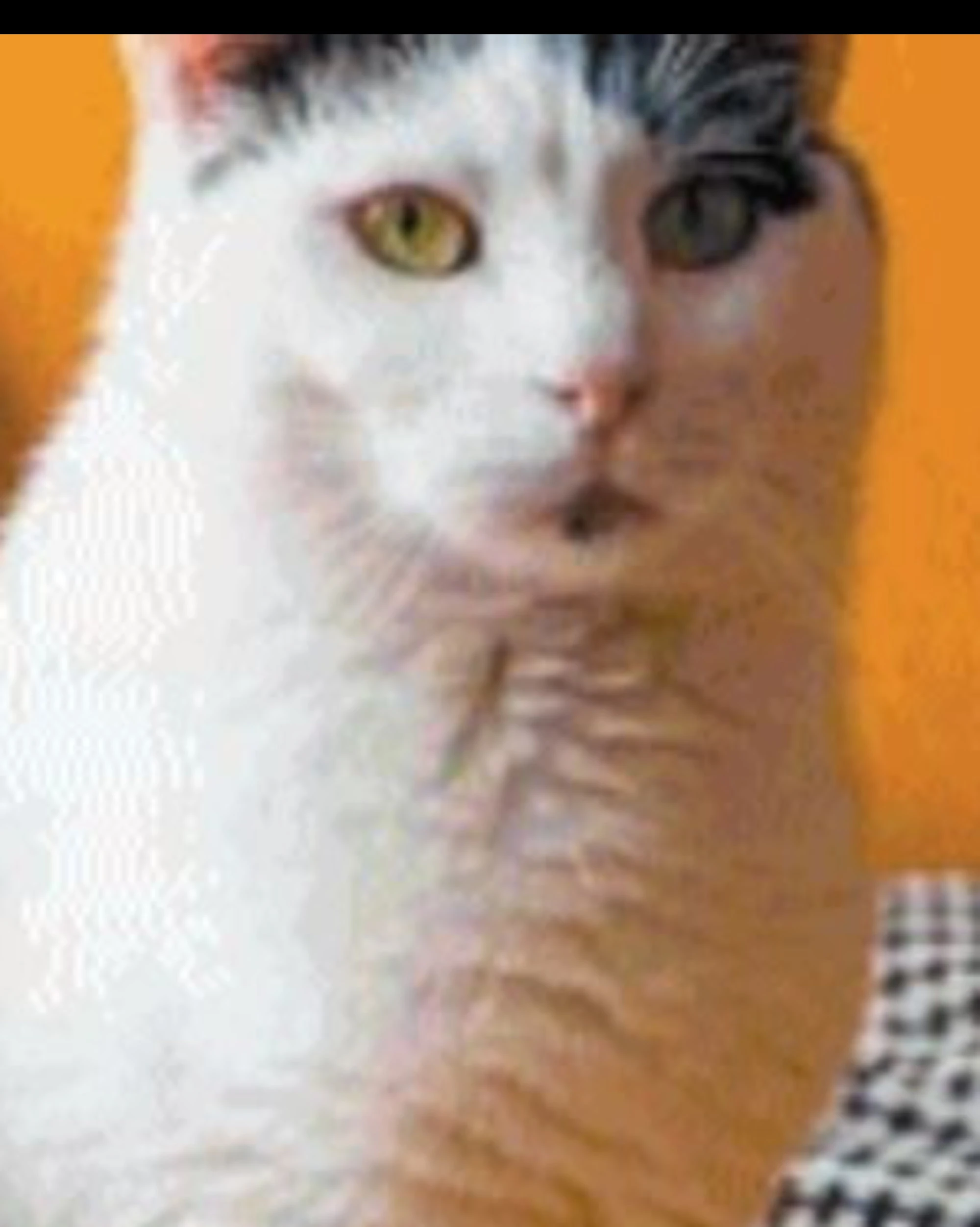 Il boom dei bar con cani e gatti per un caffè condito di coccole