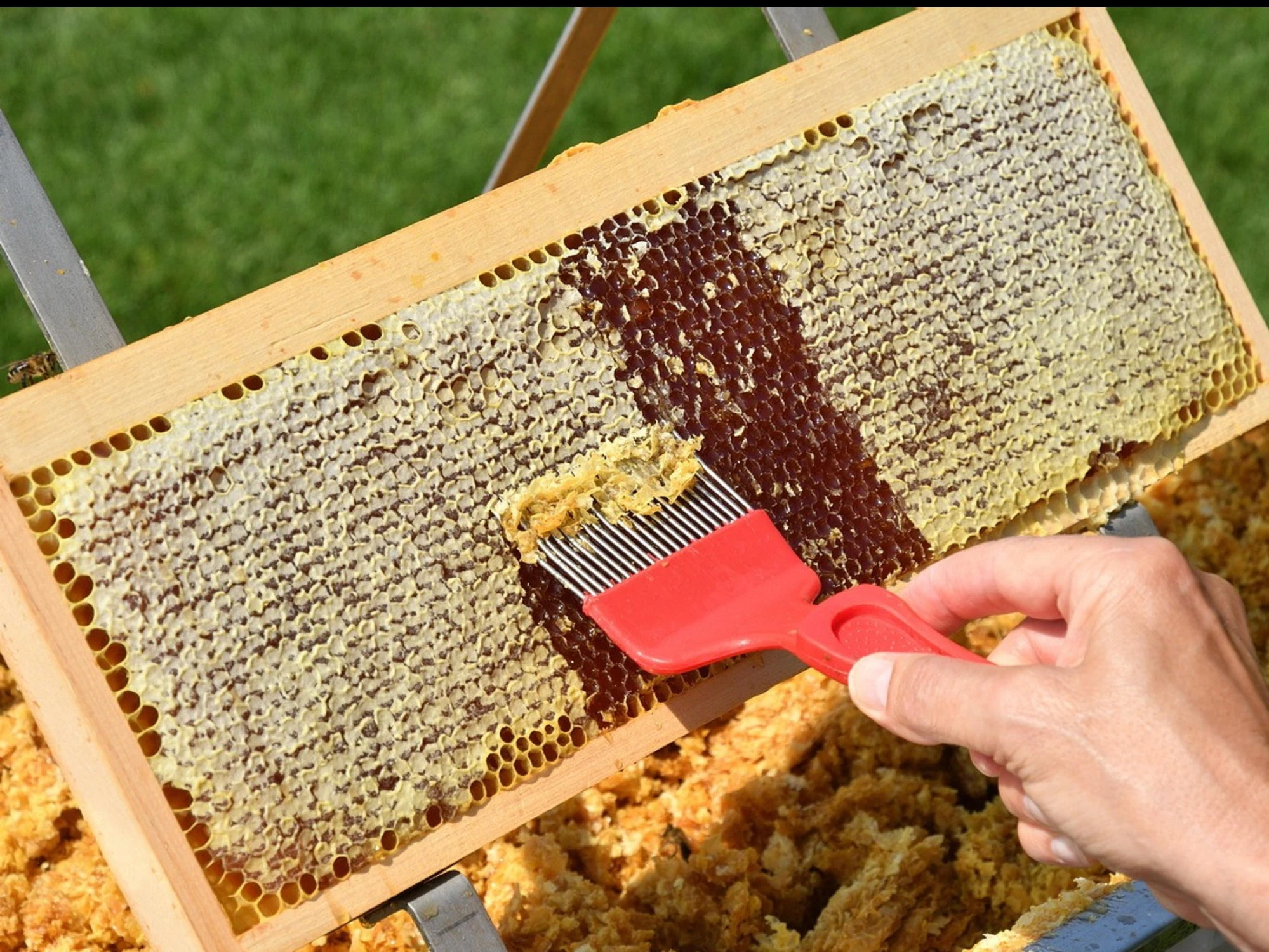 Propoli, unghie e funghi: le proprietà nascoste