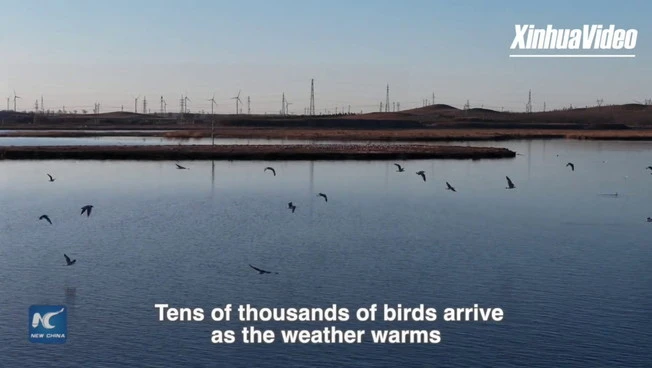Cina, uccelli migratori tornano nella zona umida di Kangba Noel