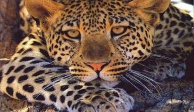 India, tornano i ghepardi