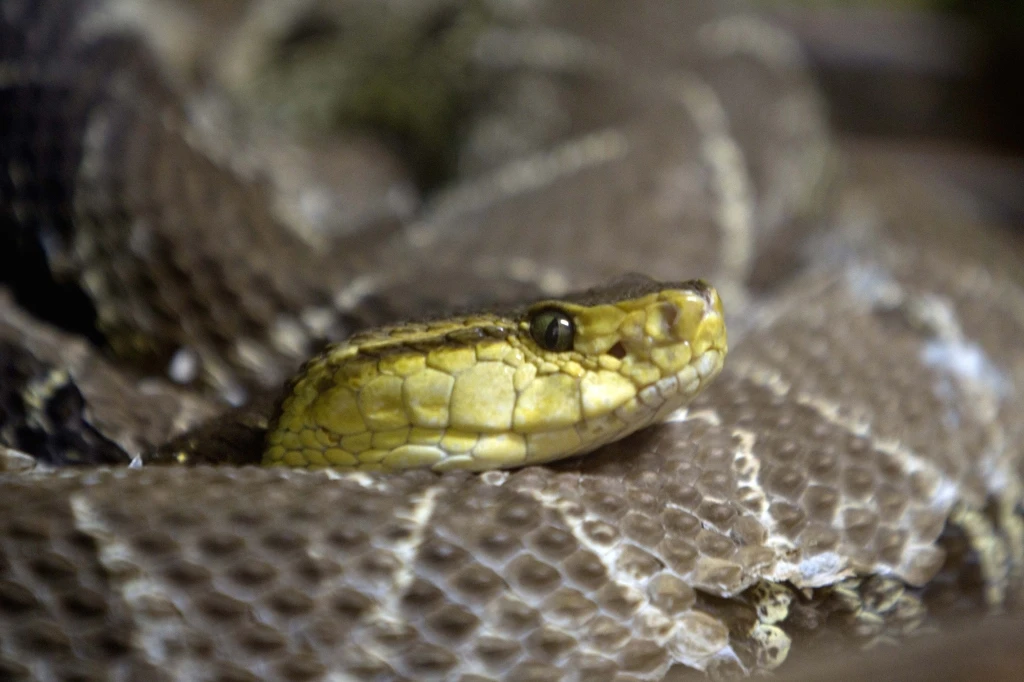 Iraq, invasione di serpenti nel nord: decine di morti, paura a Sayid Dkheel