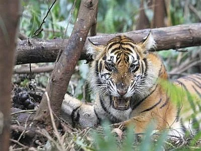 Nel Terai Arc Landscape nepalese stimate 198 tigri, +63% rispetto al 2009