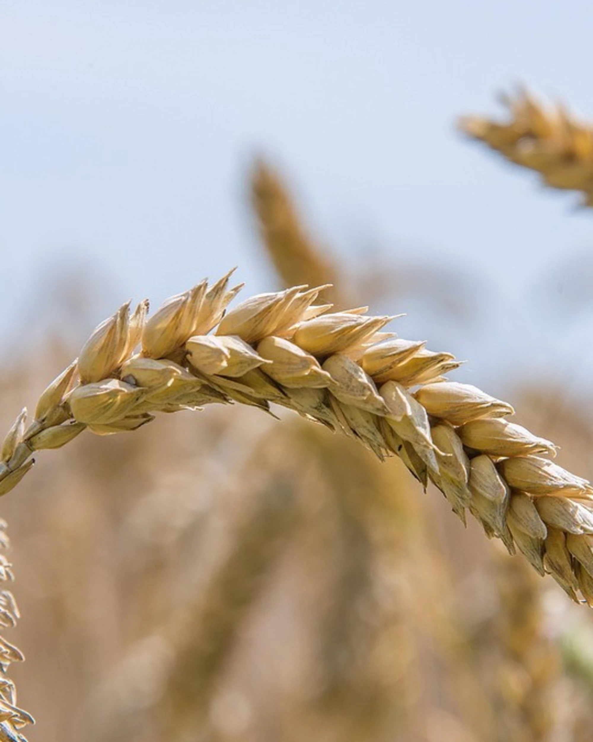 Evviva la Co2 che ci dà il pane: cosa dice la scienza